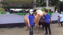 Adorable dwarf buffalo with face like a PUG becomes sought-after farm animal