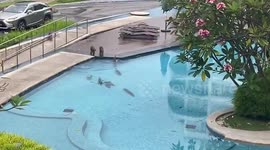 Sea otter family go for a dip in apartment block swimming pool in Singapore