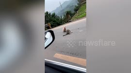 Heartbreaking moment cat refuses to leave dead friend's side in southern China