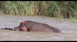 Hippo mating, a rare moment