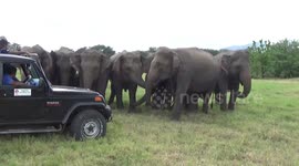 Herd of elephants have standoff with tourists in Sri Lanka