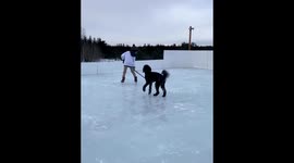 Watch as a boy and his dog have an unusually late first skate of the season in Canadian town