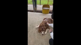 The special cafe dedicated to dogs in Vietnam