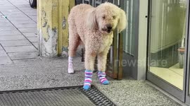 Hilarious cute dog waiting for his owner in cute socks that keep his paws warm