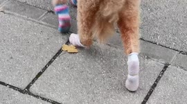 Funny cute dog walking in cute socks and keeping his paws warm