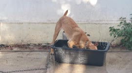 Playful dog playing with water and having an improvised bath