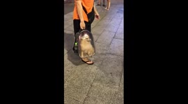 Extremely cute dog was spotted in a transparent backpack on the walking street