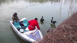 Park officials free family of swans trapped on frozen lake in northern China