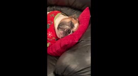 Bulldog is dreaming about eating Santa Paw’s cookies.