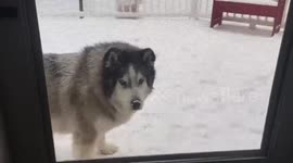 All he wants for Christmas is snow, watch as dog excitedly barks along to Mariah Carey