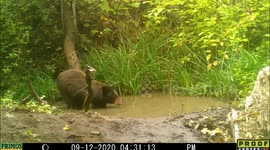 bear jumps off log