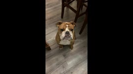 Who’s the Good Boy?