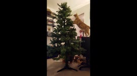 CAT KNOCKS TREE INTO 4K TV