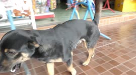Loyal pet dog waits outside hospital all night for sick owner to return