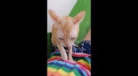 The cute Cat works hard to massage the owner's stomach