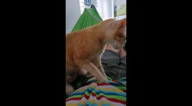 Cute moment of Cat diligently massaging his master's belly