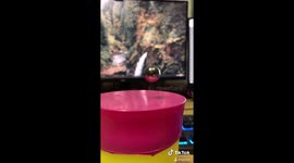 TikTok goes wild for oddly satisfying bouncy balloon and cup trick