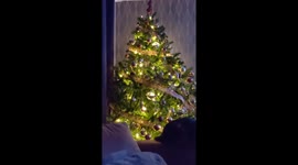 Kitten destroying the Xmas tree