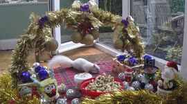 Rare Albino squirrel checks out her Christmas grotto