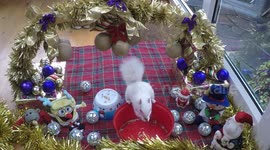 Our rare albino squirrel wrecks her Christmas Grotto after taking all the nuts !