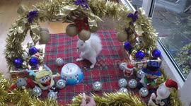 Our Super Cute Celebrity Wild Albino Squirrel is hand fed in her Christmas Grotto !