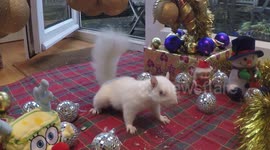 Our Celebrity Albino Squirrels final Christmas Grotto treat !