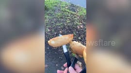 Dog walker shocked at finding bread rolls embedded with huge knives in a park