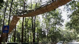 India Builds Bamboo Bridge to help Reptiles cross busy highway