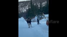 Intense moment when brave man stands up to a charging moose in Alaska