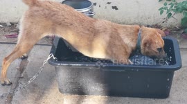 Cute and funny dog playing with water and having an improvised bath