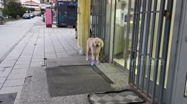 Hilarious cute dog waiting for his owner in cute socks that keep his paws warm