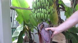 Whats inside a banana flower? A gardener in Thailand disects a banana flower.