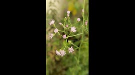 Plant Flower Video