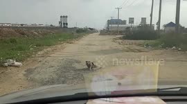 Stray dog fools driver in Cambodia by pretending she was injured