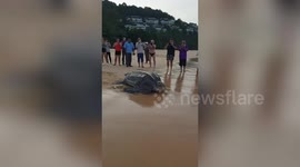 Beachgoers watch huge leatherback turtle return to sea after laying eggs