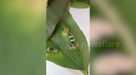 Woman baffled by bizarre green caterpillar with horns