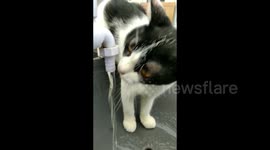 Cats drink from tap water