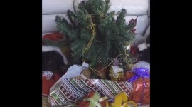 These skunks love the holiday season as they unwrap gifts under the Christmas tree
