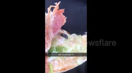 Earwig found in bacon chicken mayo