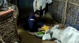 Meet the Indian farmer who plays music to his livestock and even his crops