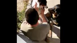Overjoyed pups greet their military dad coming home to Colorado