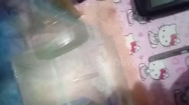 Feeding my First Beta Fish with mosquito
