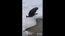 Dog scooting down driveway
