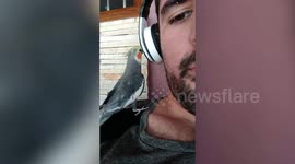 Pet Bird Sings To Get Owner's Attention