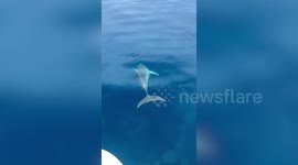 Dolphin Swims Alongside Boat In The Philippines