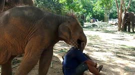 Juvenile Elephant Plays With Mahout In Thailand
