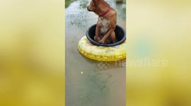 Dog Floats On Inflatable Ring Along Flooded Field