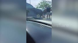 Couple Rescue Dog Stuck In Busy Road