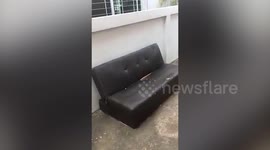 Watch a naughty pet beagle destroy a family sofa