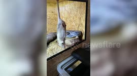 Clumsy Snake Headbutts Water Bowl While Aiming For Rat